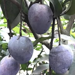 Kasturi Black Mango